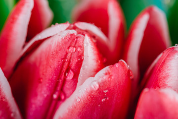 Naklejka premium Beautiful Wet Red Tulip Flowers