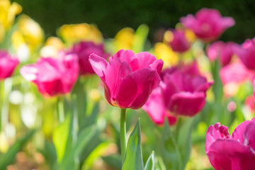 Tulip flower in the garden.