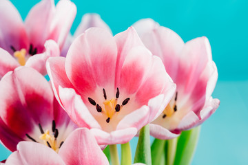 Obraz na płótnie Canvas Close-Up Details Of Pink Tulip Flower