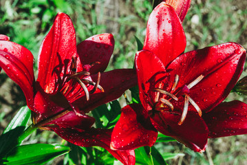 Fototapete bei efototapeten.de bestellen   