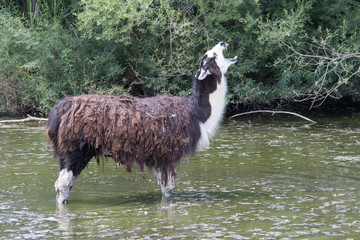 llama laugh solitary funny © Alice