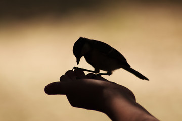  Feeding of birds