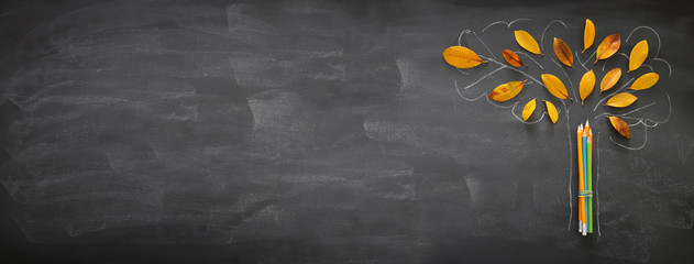 Back to school concept. Top view banner of pencils next to tree sketch with autumn dry leaves over...