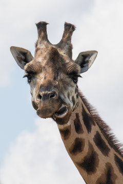 giraffe lips funny face