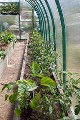 garden bed with vegetables in the greenhouse