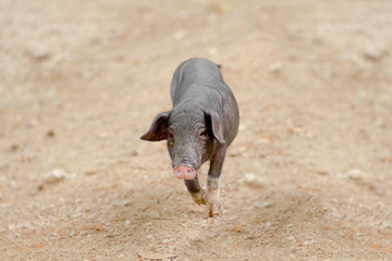 Wild boar on the sand Piggy is running, he is looking for a camera.