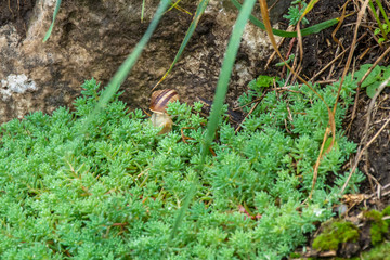 Snail