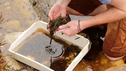 A scientist inspecting a water sample during an environmental impact analysis. 
