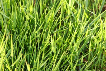 A grass background image