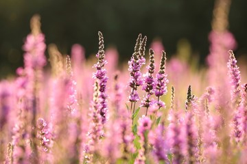 Loosestrife (Lythrum salicaria) on a meadow