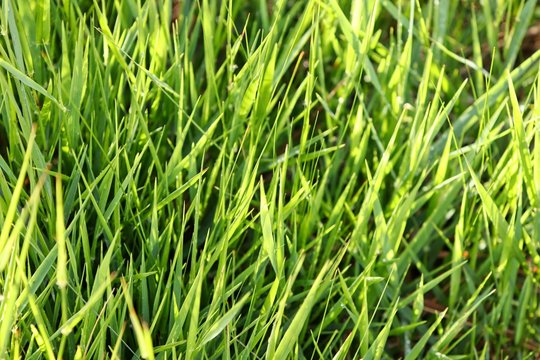 A grass background image