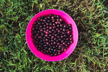 A bowl of fresh picked scuppernong grapes in a North Carolina field