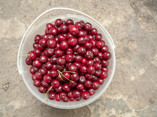 Top view on white bucket full of red cherry. Red berries in white hand bucket, close up. Plastic bucket with cherry against the background of grey floor. Blurred background. Soft selective focus