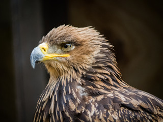 Fototapeta premium Bird of Prey