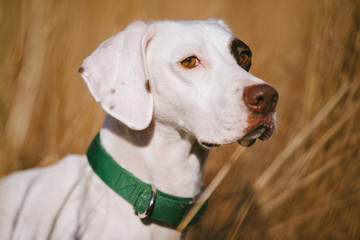 A white pointer puppy in a field at a southern hunting plantation.