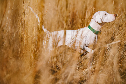 A white pointer puppy in a field at a southern hunting plantation.