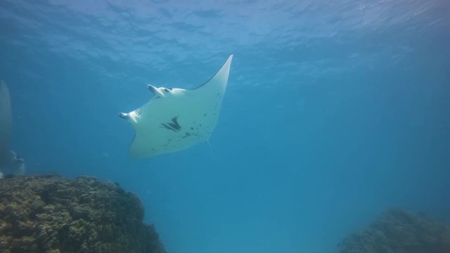 manta ray in Maupiti, french polynesia