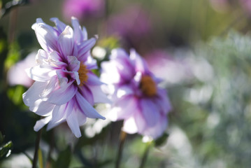 Fototapeta premium Purple Dahlia