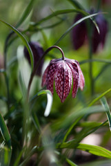 Purple Checkered Lily