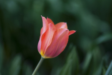 Pink Tulip with Dark Green Background