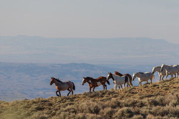 Herd of Wild Horses in Colorado