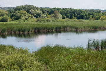 Marsh near Budapest, Hungary