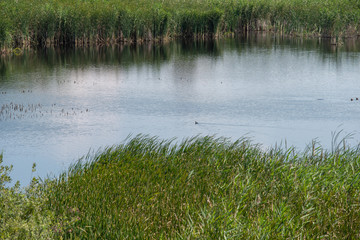 Marsh near Budapest, Hungary
