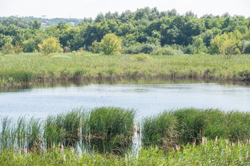 Marsh near Budapest, Hungary