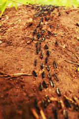 ants walking on the ground.