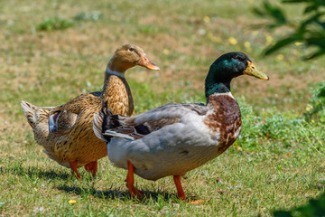 duck walks on a meadow