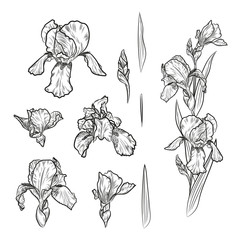 Vector set of outline iris flowers for floral design.
