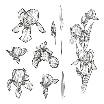 Vector Set Of Outline Iris Flowers For Floral Design.