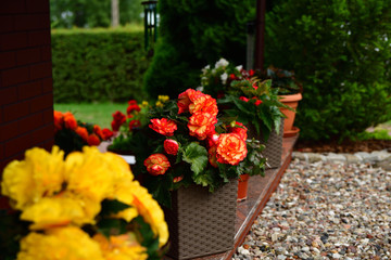 Orange flowers in pot