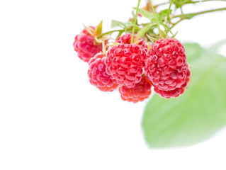 Bunch of ripe raspberries on the branch. Isolated on white.