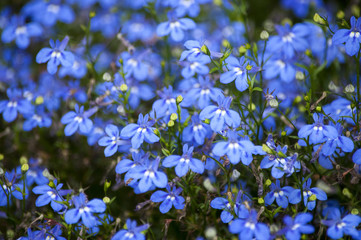 цветущие фиолетовые цветы, кусты цветов