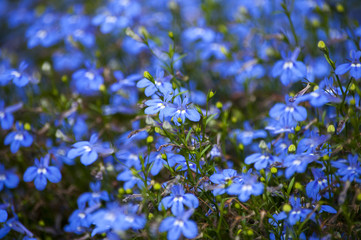 цветущие фиолетовые цветы, кусты цветов