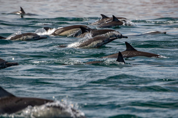 huge group of common dolphin jumping outside the ocean
