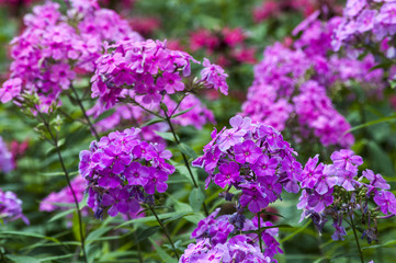 куст розовых цветов