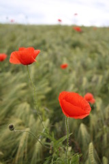 Rote Mohnblüten im Kornfeld