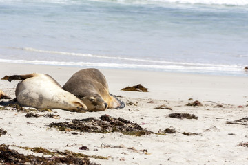 Naklejka premium Sleeping Australian Sea Lions (Neophoca cinerea) on Kangaroo Island coastline, South Australia , Seal bay