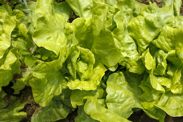 closeup of green lettuce in organic garden