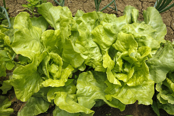 green lettuce in the organic garden