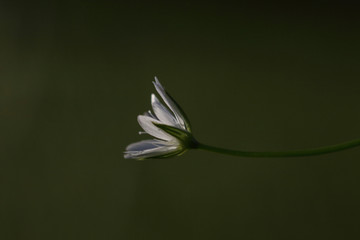 small white flower in green background isolated