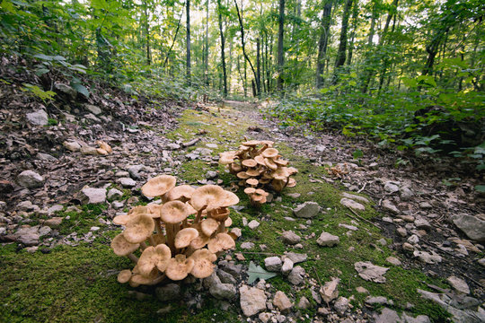 Mushrooms on the summit loop trail at Medoc Mountain, NC