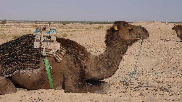 Dromedary camel lying and sleeping on sand in Sahara desert close up