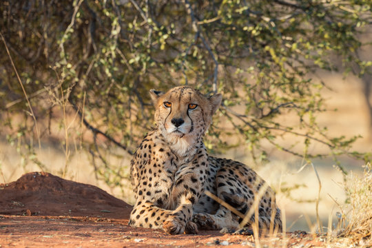Cheetah (Acinonyx jubatus) resting in Okonjima Nature Reserve, Namibia