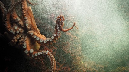 Closeup of beautiful octopus swimming. - obrazy, fototapety, plakaty
