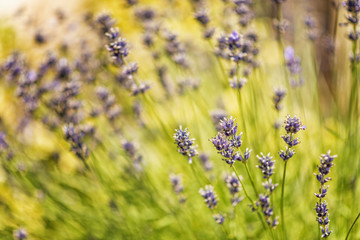 blooming blue lavender on a blurred background