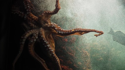 Closeup of beautiful octopus swimming.