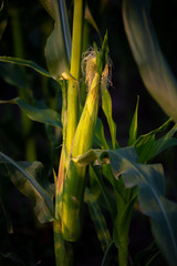 Young corn cob on the stalk with green leaves. Isolated in the garden